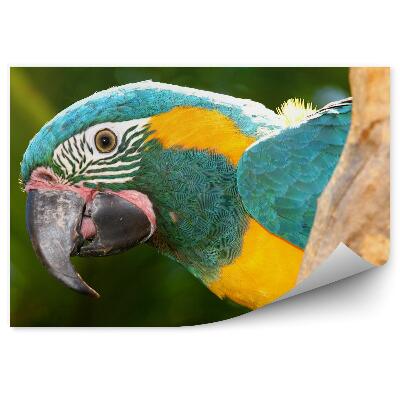 Öntapadós fotótapéta falra Ara egy ágon közelről