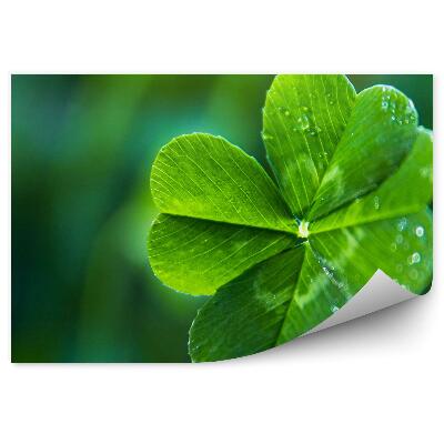 Öntapadós fotótapéta Négylevelű lóhere zöld növény vízcseppek