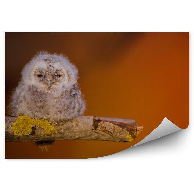 Öntapadós fotótapéta Eurázsiai bagolyfióka egy ágon