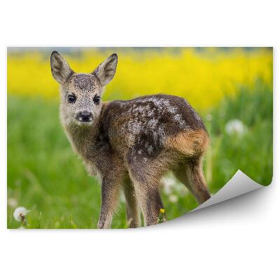 Öntapadós fotótapéta Fiatal szarvas a réten