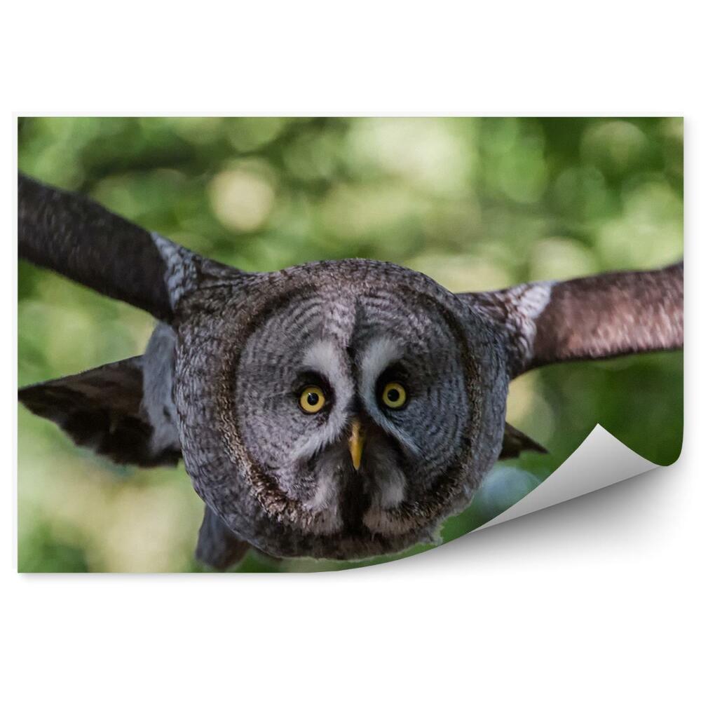 Fotótapéta Szürke bagoly repülés közben