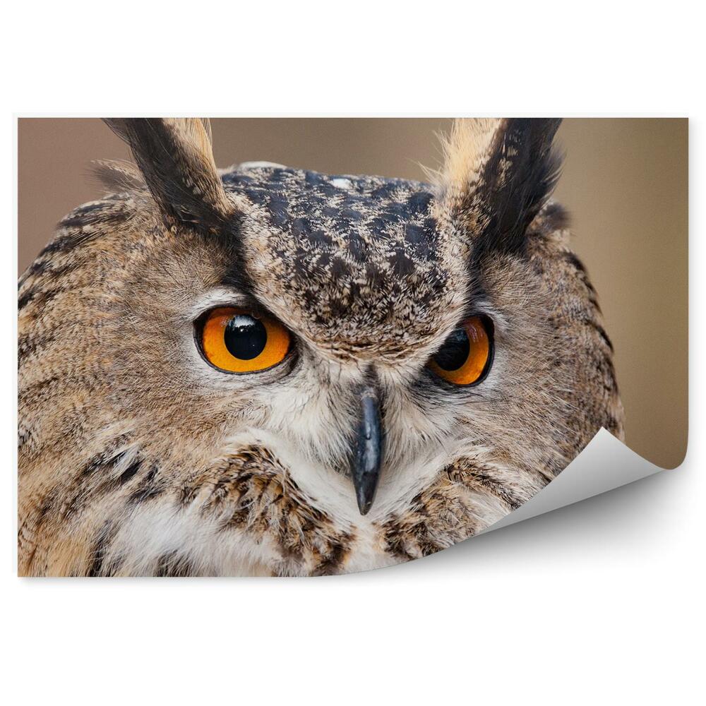 Öntapadó fotótapéta Sasbagoly bubo bubo fej