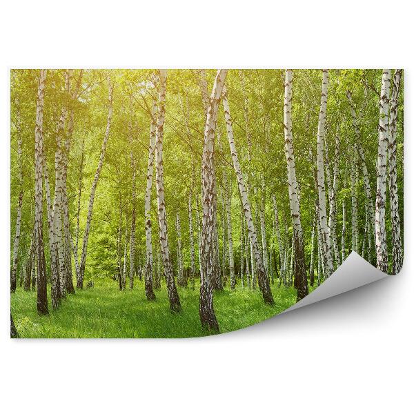 Öntapadós fotótapéta falra Fekete-fehér nyírerdő