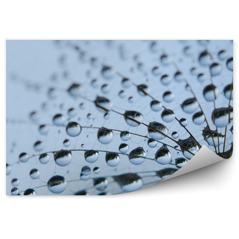 Poszter tapéta Pitypang harmatcseppekkel