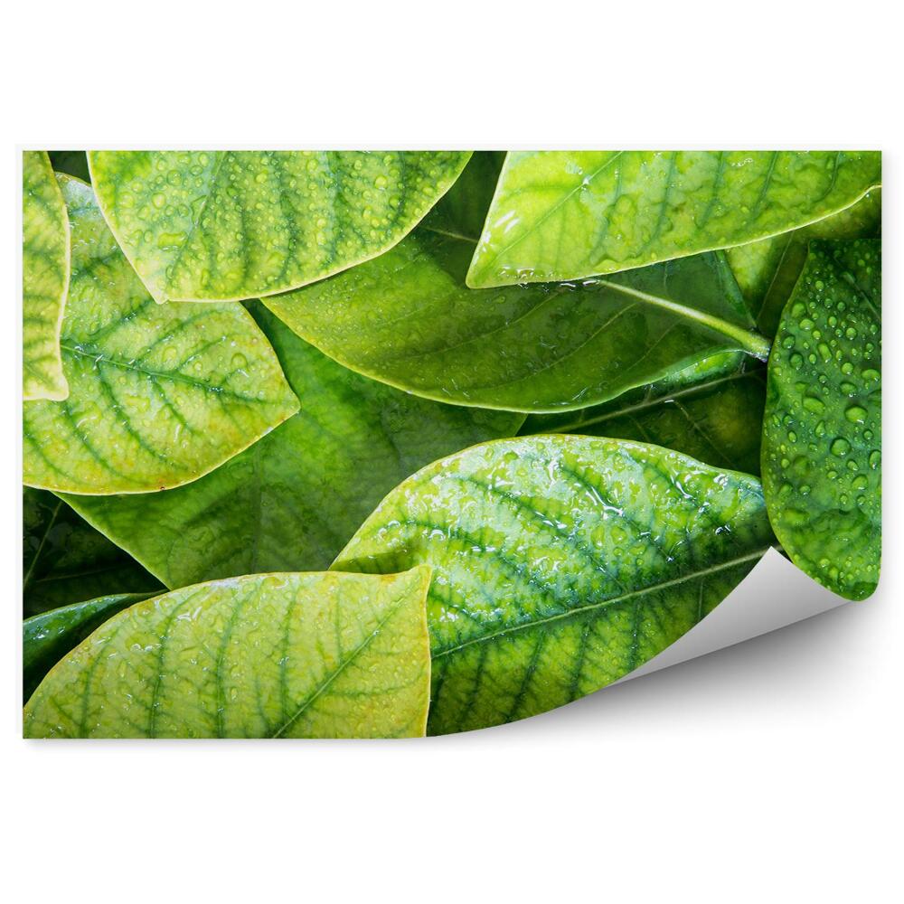 Öntapadós fotótapéta Trópusi zöld levelek vízcseppek
