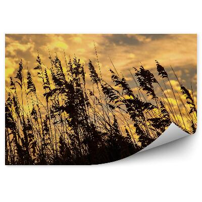 Fotótapéta Fű fül színes ég felhők