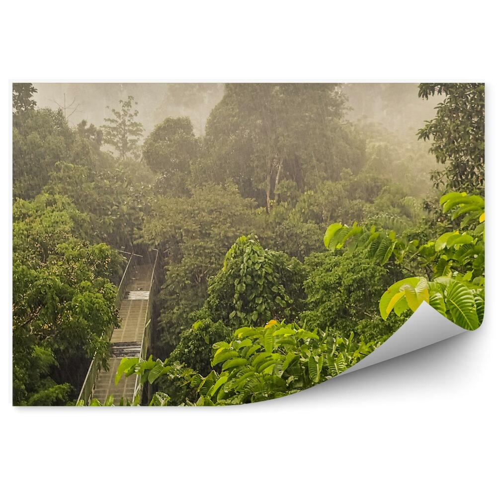 Öntapadós fotótapéta esőerdő zöld fahíd