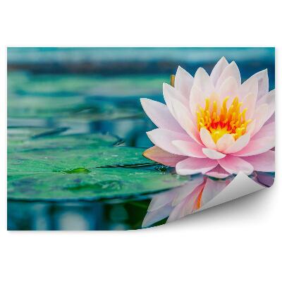 Fotótapéta Rózsaszín tavirózsa tó