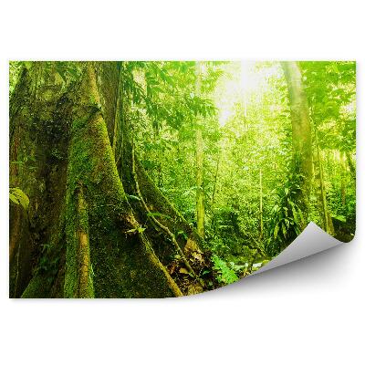 Öntapadós fotótapéta Fák moha zöld természet levelek fény