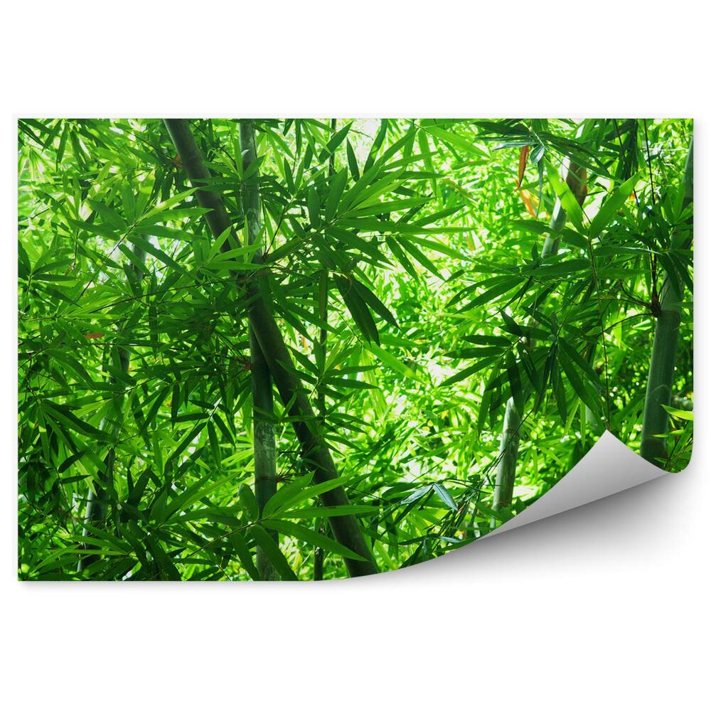 Öntapadós fotótapéta Fák bambusz erdő zöld levelek