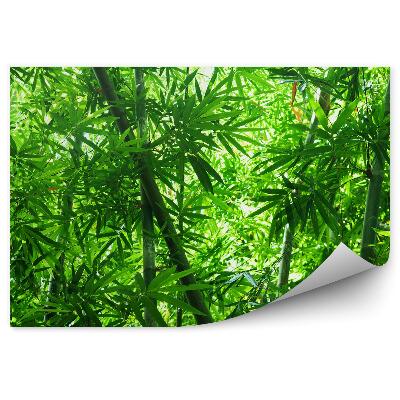 Öntapadós fotótapéta Fák bambusz erdő zöld levelek