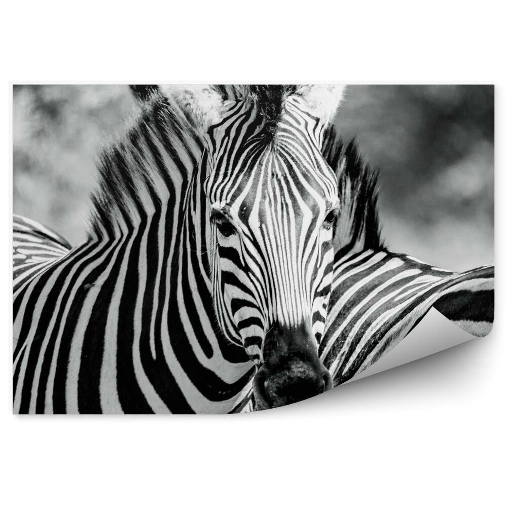 Öntapadó fotótapéta Zebra fekete-fehér