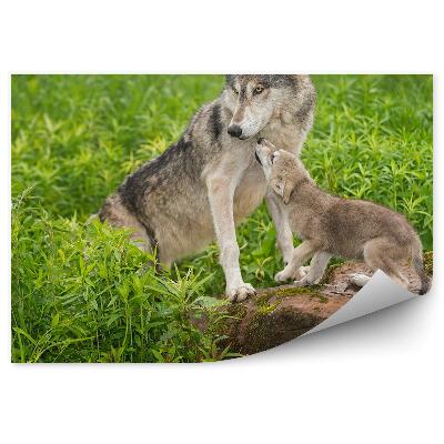 Poszter tapéta Kis farkas sziklafüves természet