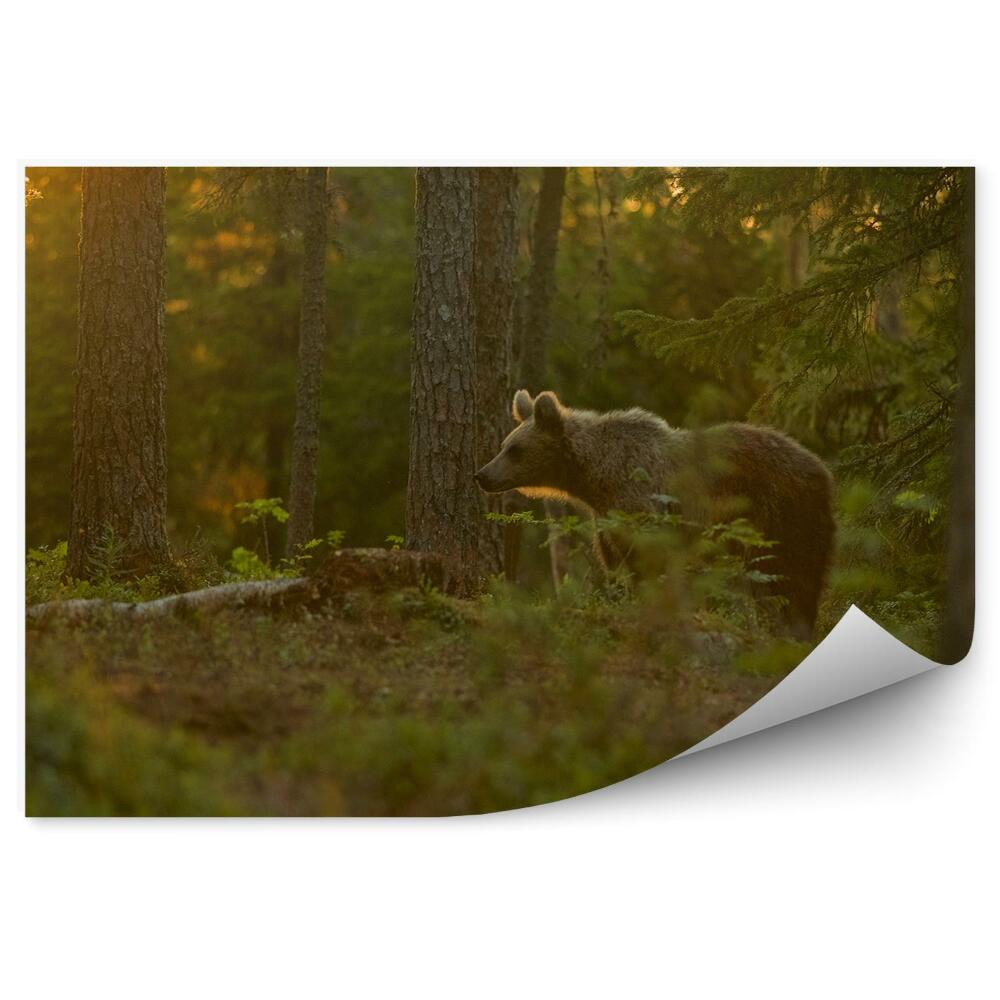Öntapadó fotótapéta Medve az erdőben