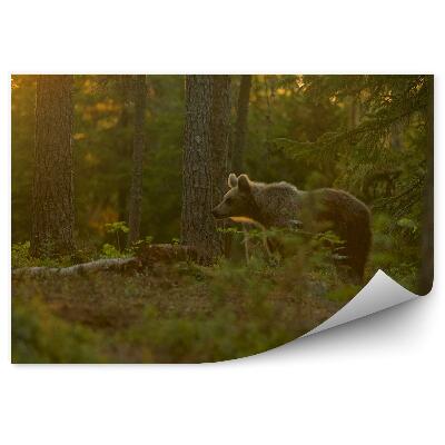 Öntapadó fotótapéta Medve az erdőben