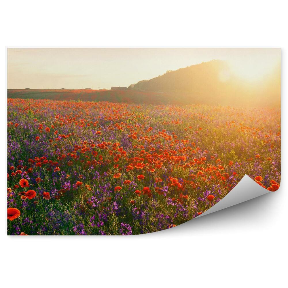 Poszter tapéta Réti virágok pipacsok fák naplemente