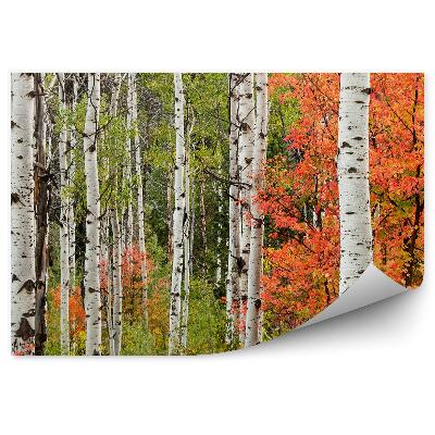 Öntapadós fotótapéta Őszi táj egy lombhullató erdőben