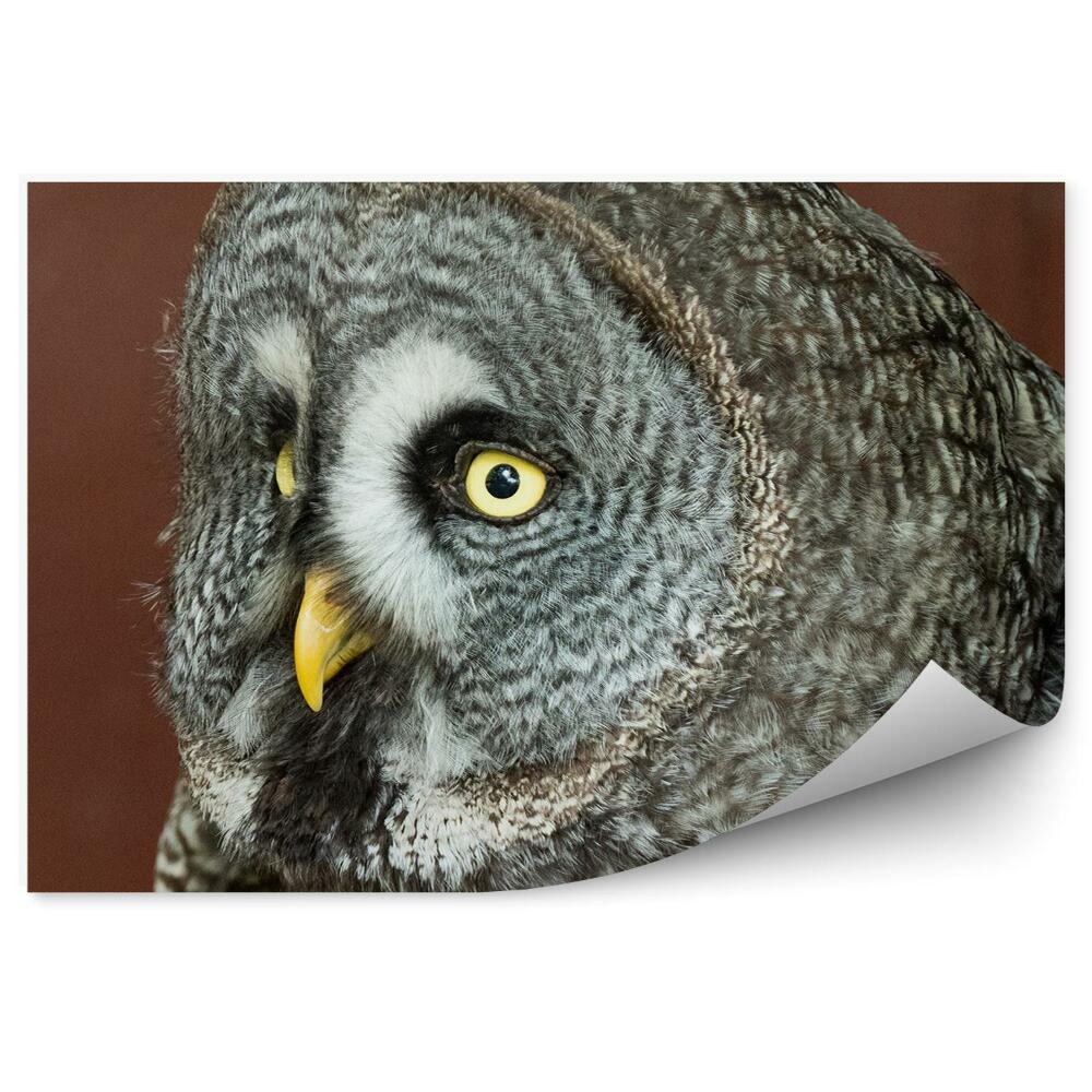 Öntapadós fotótapéta falra Szürke bagoly közelről