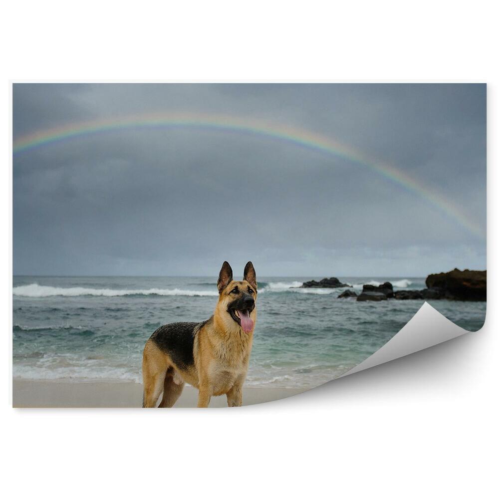 Öntapadó fotótapéta Német juhászkutya strand óceán sziklák szivárvány
