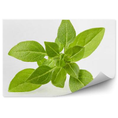 Öntapadós fotótapéta Bazsalikom fűszeres levelek buja zöld