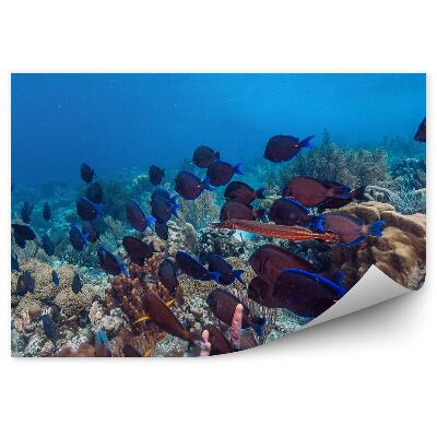 Öntapadós fotótapéta Korallzátony halraj víz alatti világ