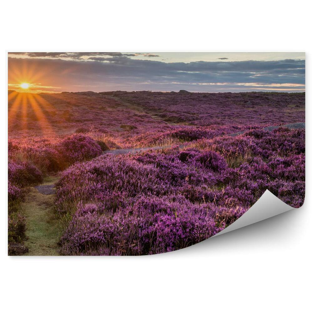 Poszter tapéta Heather mező égbolt felhők naplemente