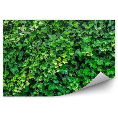 Fotótapéta Zöld borostyán háttér