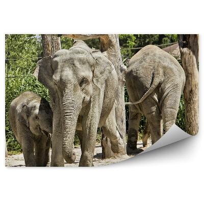 Modern fotótapéta Indiai elefánt család