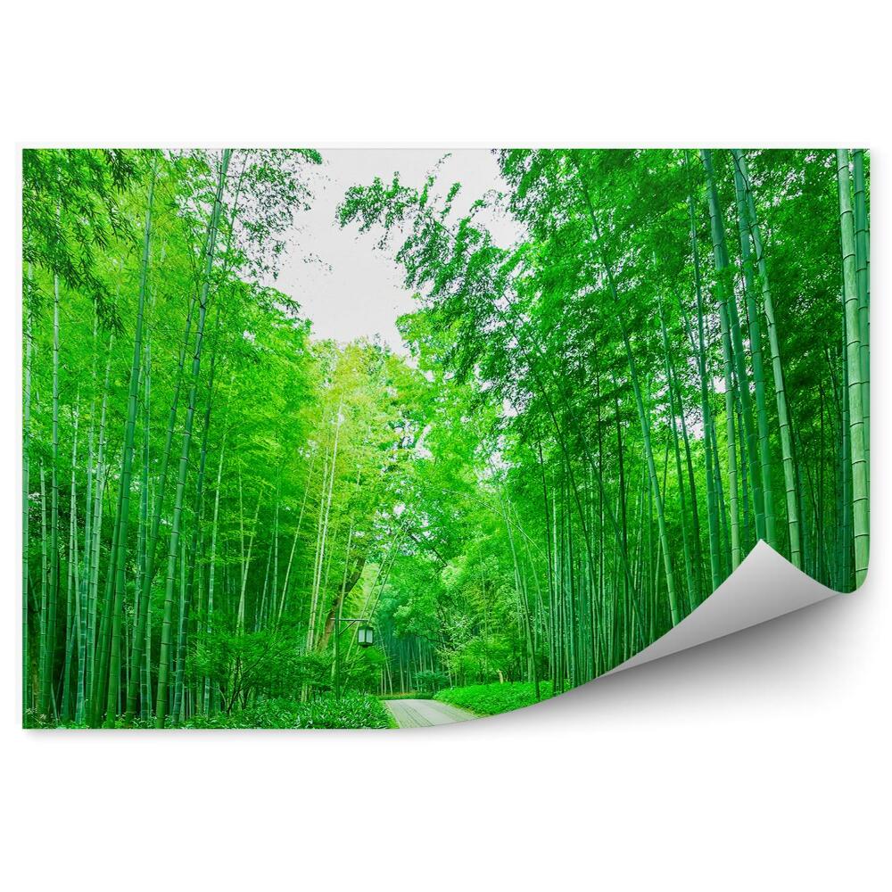 Öntapadós fotótapéta Ösvény bambusz erdőben lámpás