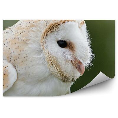 Poszter tapéta Fülesbagoly természetes alapon