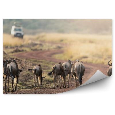 Modern fotótapéta Szafari gnú antilop út jármű utazási természet