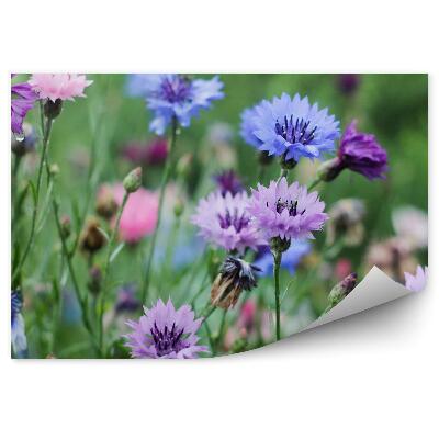 Poszter tapéta Búzavirág rét, zöld virágok