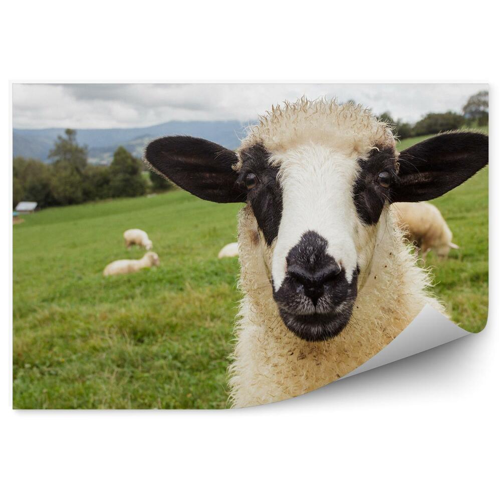 Fotótapéta Birkák rét nyáj portré hegyi fa