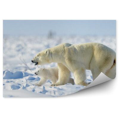 Fotótapéta Egy nőstény medve fiatal jegesmedvével