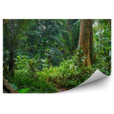 Fotótapéta ázsiai dzsungel páfrányfa ágak