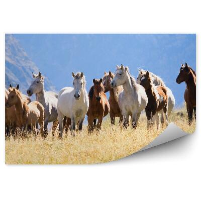 Öntapadós fotótapéta falra Lovak csorda hegyi tisztáson