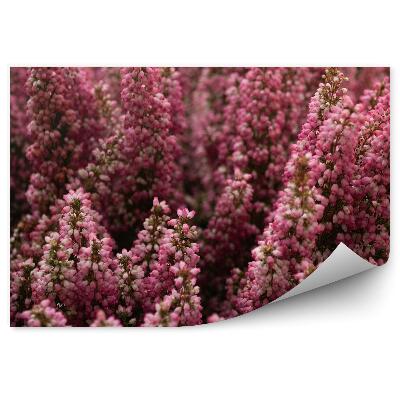 Fotótapéta Rózsaszín hanga közelről