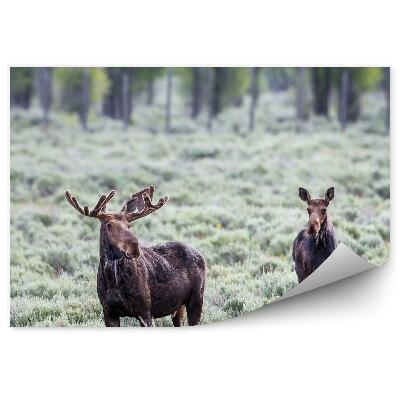 Modern fotótapéta Egy pár jávorszarvas a lápban