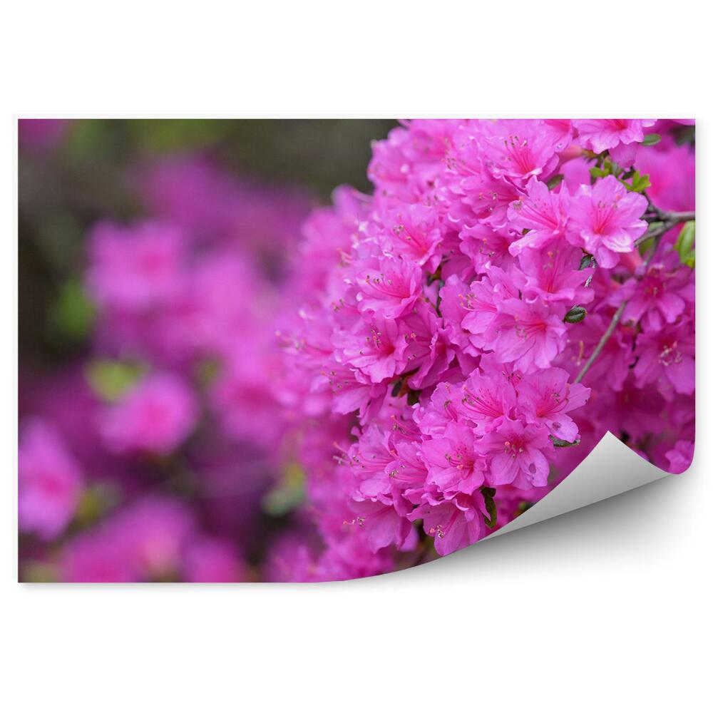 Fotótapéta Virágos azálea ág