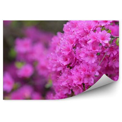 Fotótapéta Virágos azálea ág