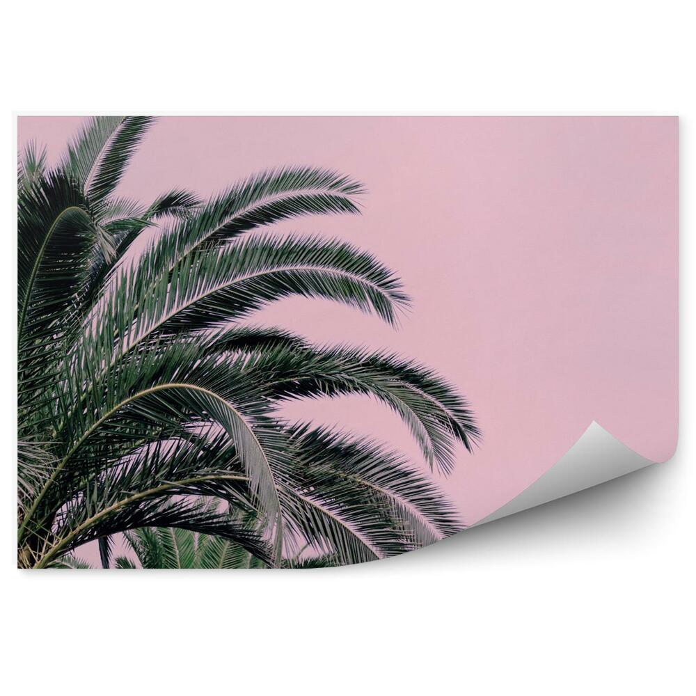 Fotótapéta Pálmafa rózsaszín háttér