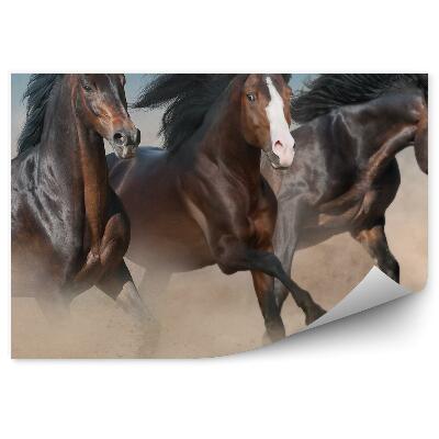 Öntapadó fotótapéta Vad barna lovak vágtatják a homokport