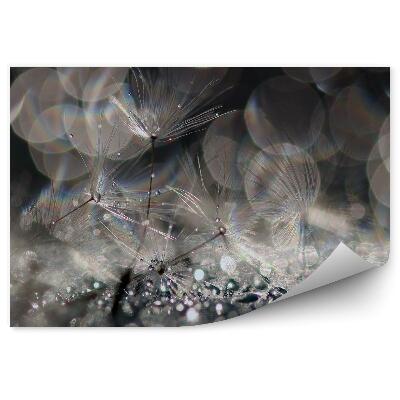 Fotótapéta Gyermekláncfű harmatcsepp