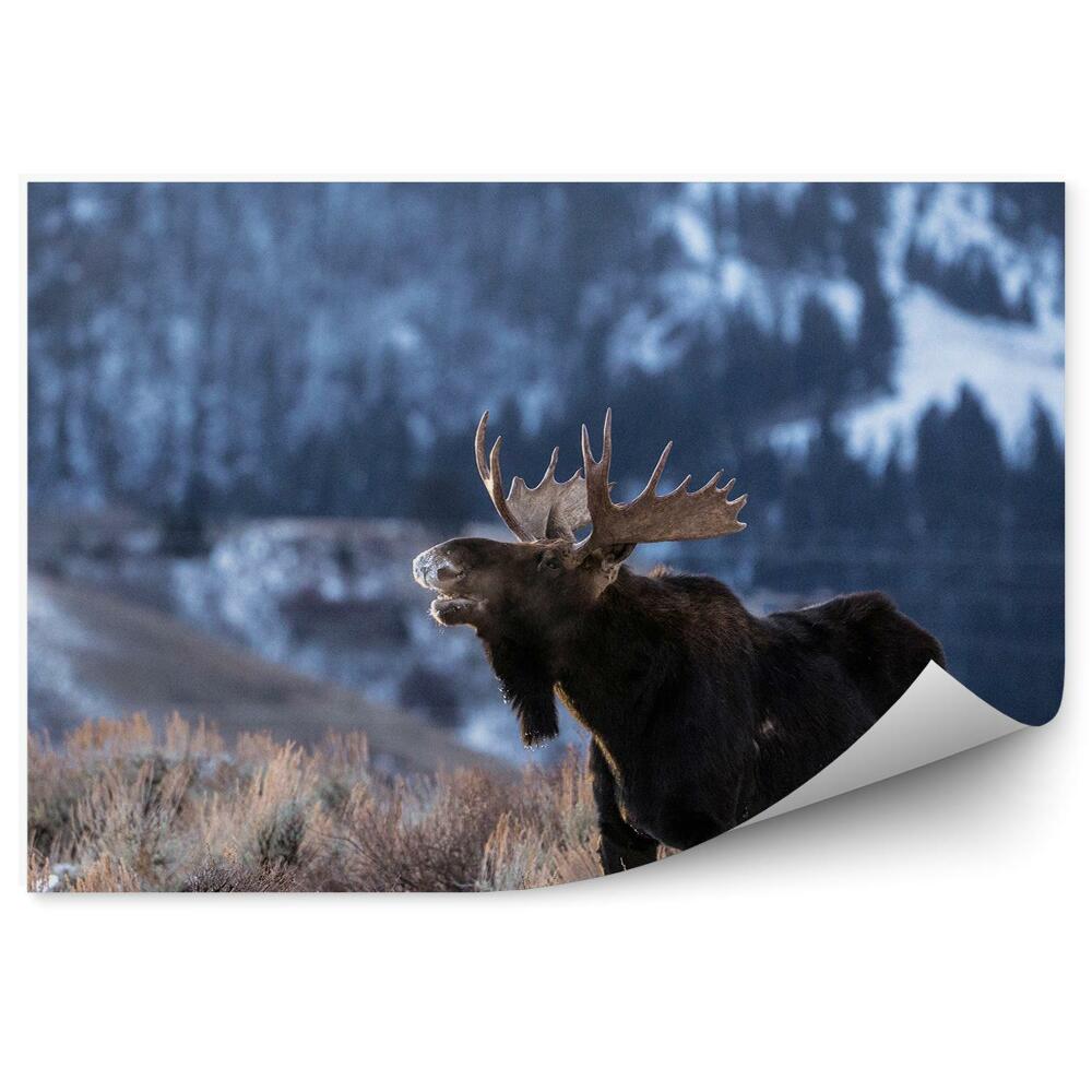 Fotótapéta Jávorszarvas a hegyi réten