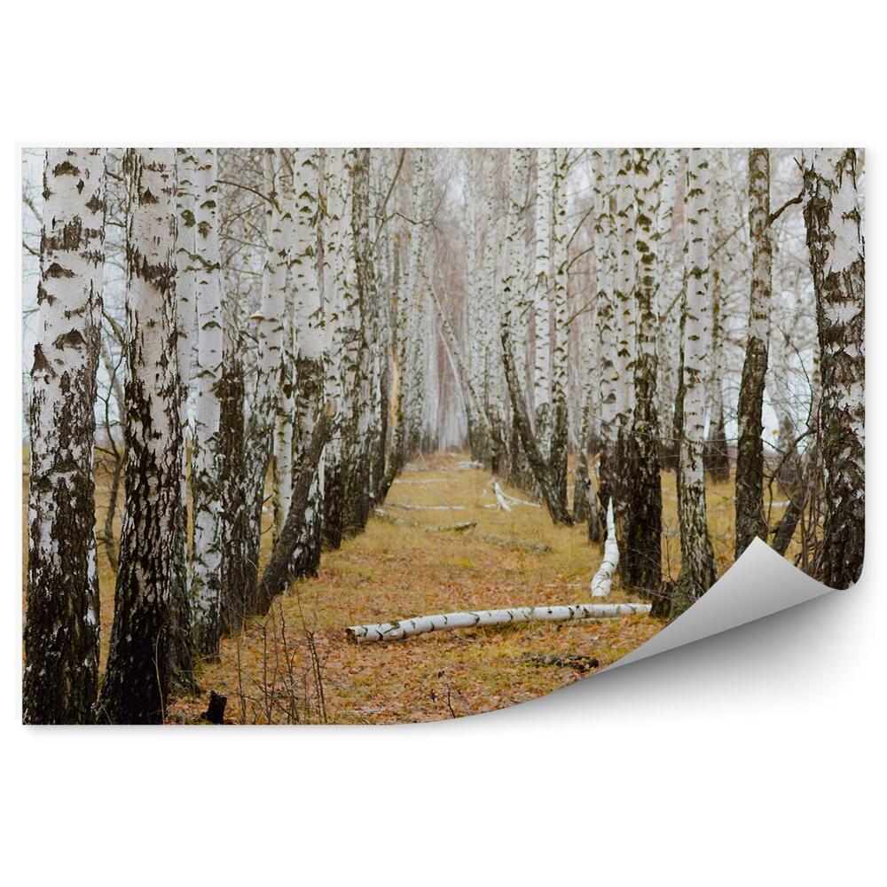 Öntapadós fotótapéta falra Őszi nyírerdő
