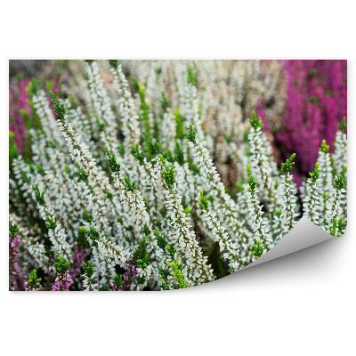 Fotótapéta Fehér és rózsaszín hanga