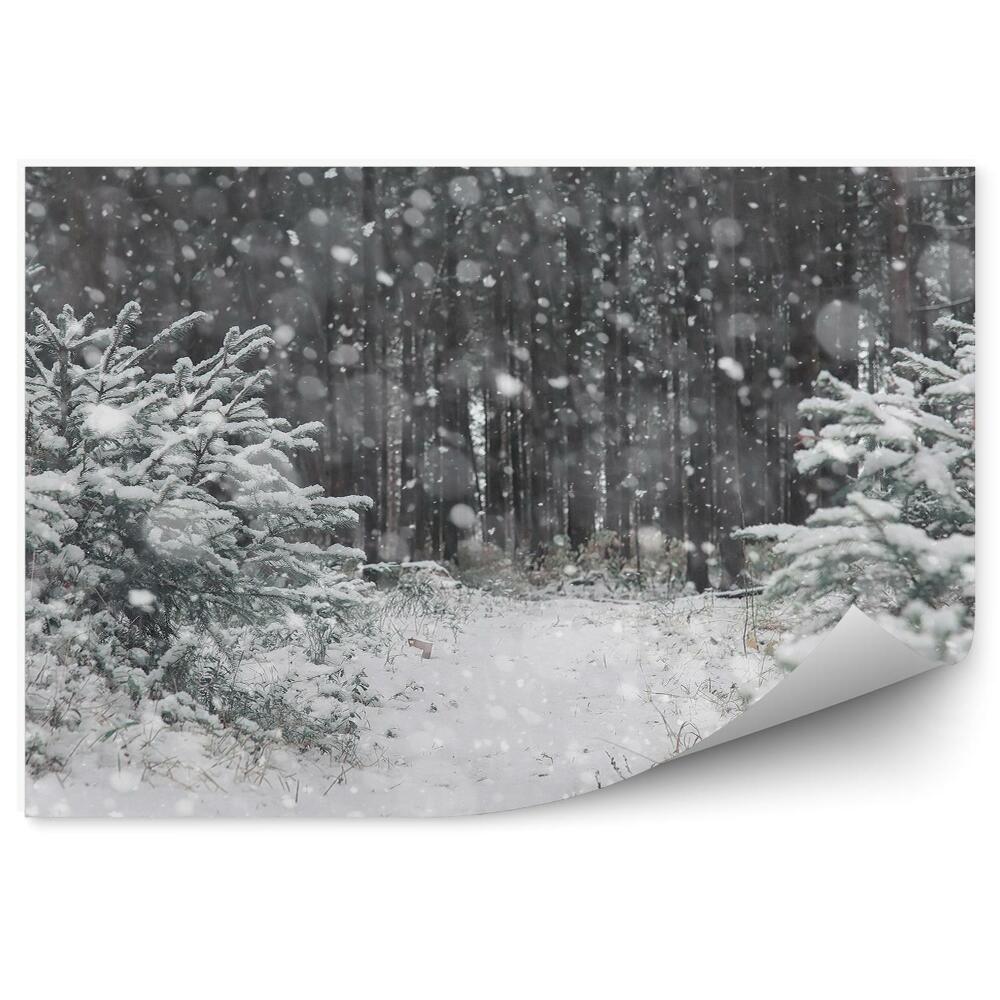 Öntapadó fotótapéta Téli erdő