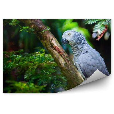 Öntapadós fotótapéta Szürke papagáj Araucaria