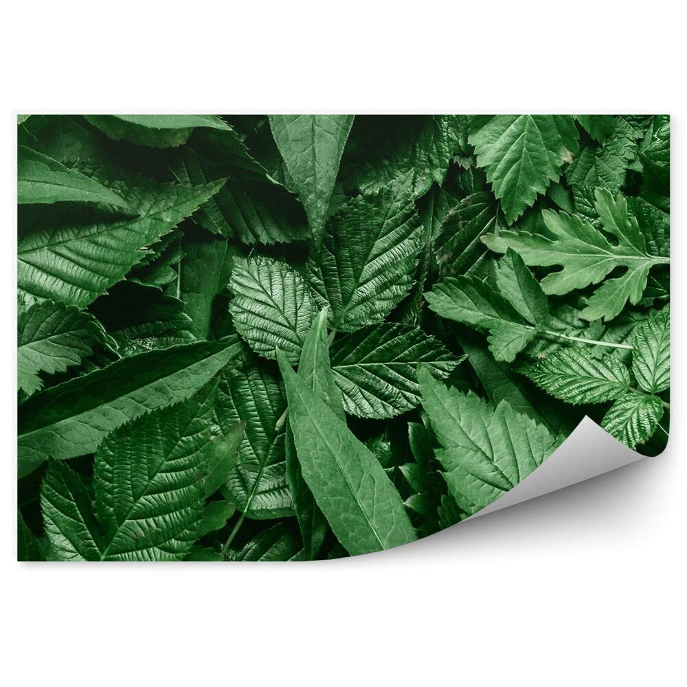 Öntapadós fotótapéta szétszórt levelek fehér keret természet