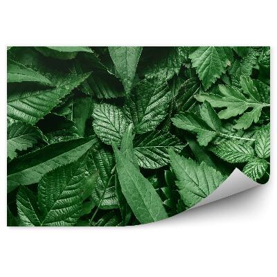 Öntapadós fotótapéta szétszórt levelek fehér keret természet